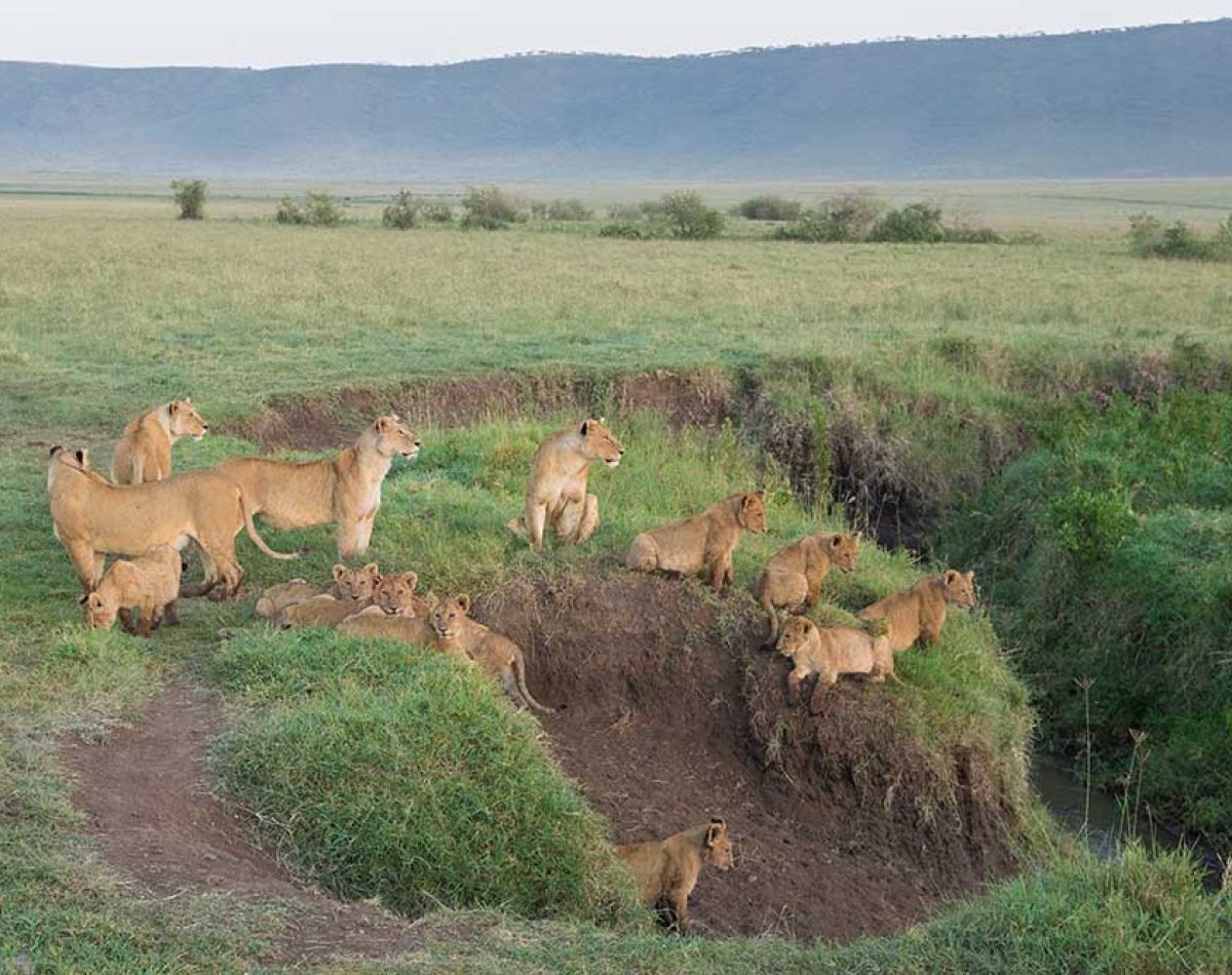 Ngorongoro 2a Ngorongoro 2a