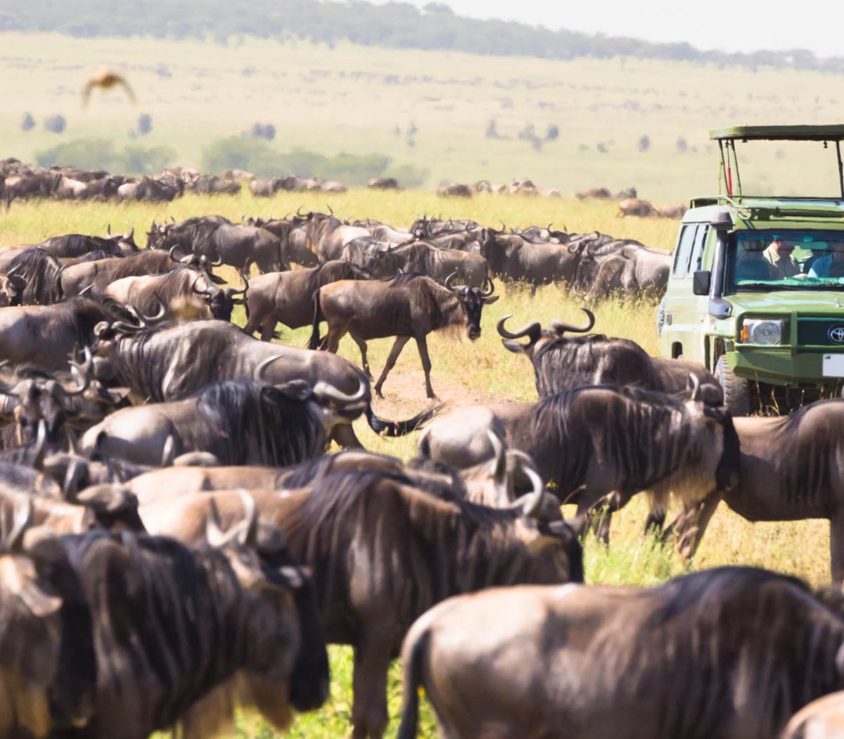 Jeeps on african wildlife safari. Safari To Lake Manyara, Maasai Mara National Reserve, Camping Safari